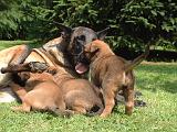 TETER - MALINOIS  145